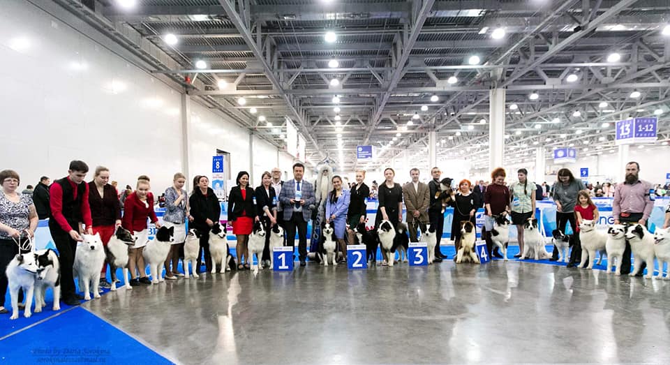23 выставка собак москва. Выставка собак Евразия. Выставка Евразия 2022. Евразия 2023 выставка собак. FCI выставка.